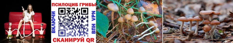 как найти   Сясьстрой  Псилоцибиновые грибы GOLDEN TEACHER 